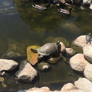 Meet your Posher, Isabel